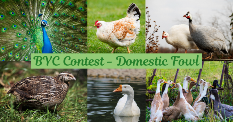 BYC Contest - Domestic Fowl