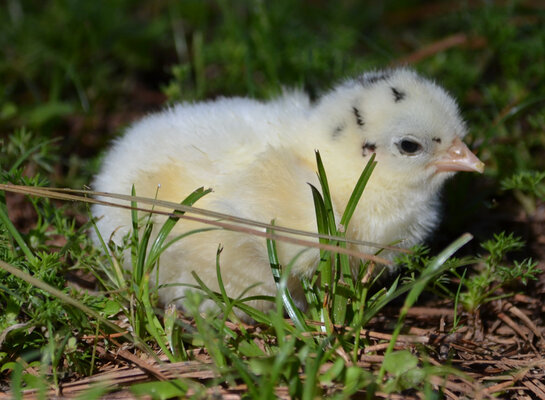 SILVER_FRISIAN_GULL_chick.jpg