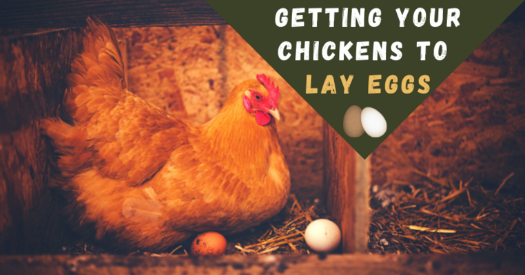 Getting Your Chickens to Lay Eggs