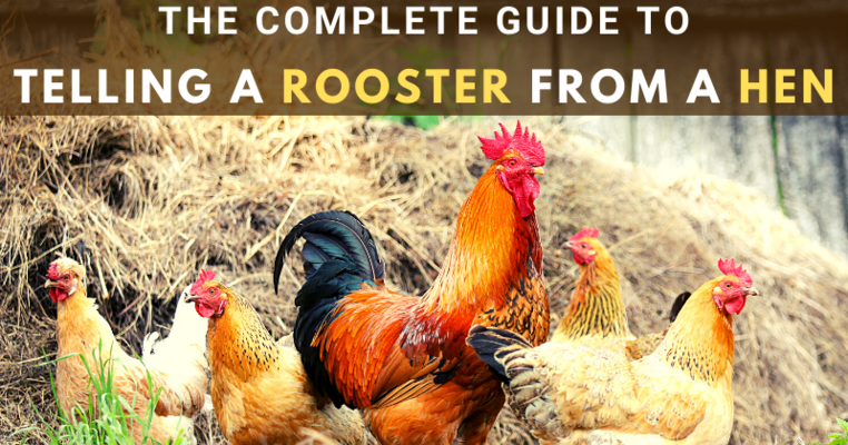 What is the difference between a chicken, a hen, and a rooster