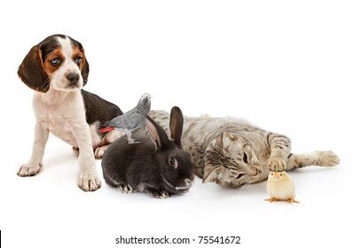 group-domestic-pets-including-puppy-260nw-75541672.jpg