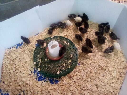 What We Learned About The Brooder