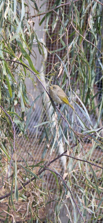CoraMcKervey_Crikey_Magazine_Cover_Brown_Honeyeater.JPG