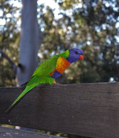 CoraMcKervey_Cri key_Magazine_Cover_Rainbow_Lorikeet.JPG