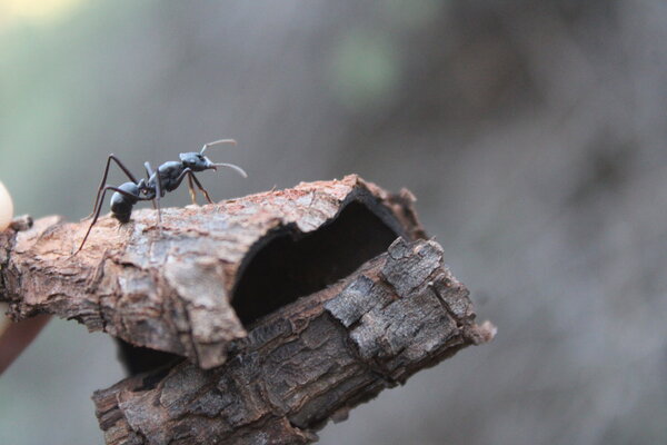 CoraMckervey_Crikey_Magazine_Cover_Ant.JPG
