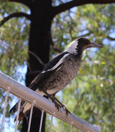 CoraMcKervey_Crikey_Magazine_Cover_Australian_Magpie.JPG