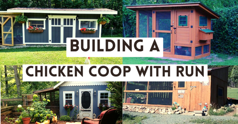 Building A Chicken Coop With Run
