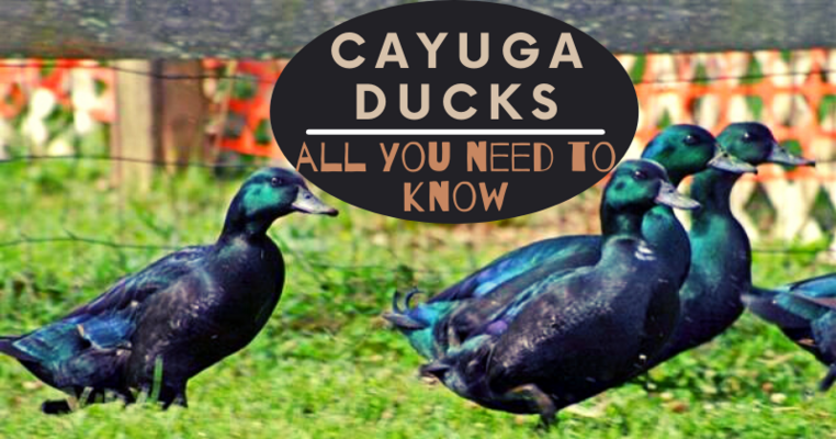 Cayuga Ducks - All You Need to Know
