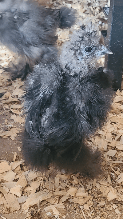 received_266763358872209.gif