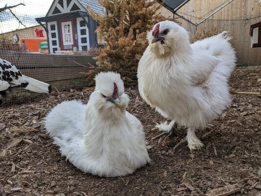 Two chickens that have clearly been having too much fun rolling in dirt. The chicken on the right is the hen at-issue.