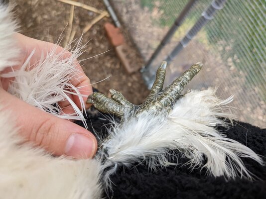 Right foot of Silkie-mix chicken. Shows expected anatomy.