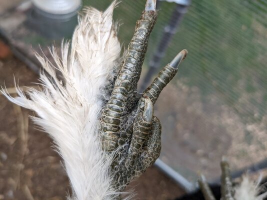 Left foot of Silkie-mix chicken. Shows unexpected, cross-toed anatomy.