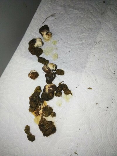 chicken_messy_poop_14.jpg