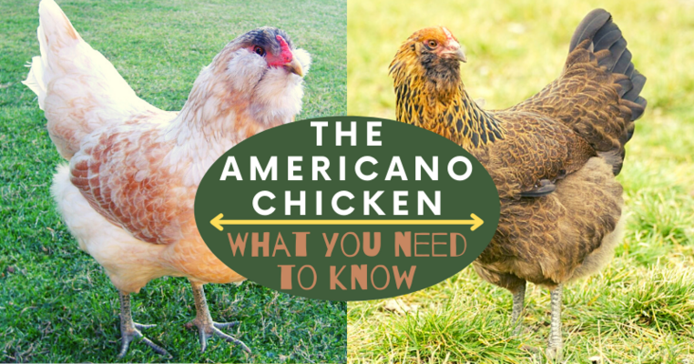 The Americano Chicken: What You Need To Know