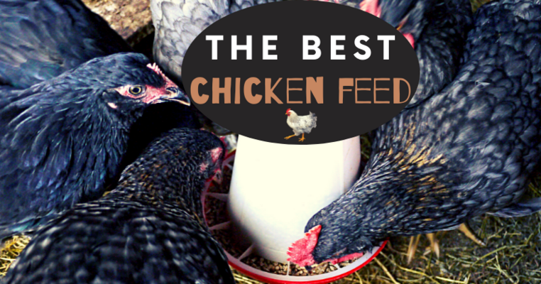 The Best Chicken Feed