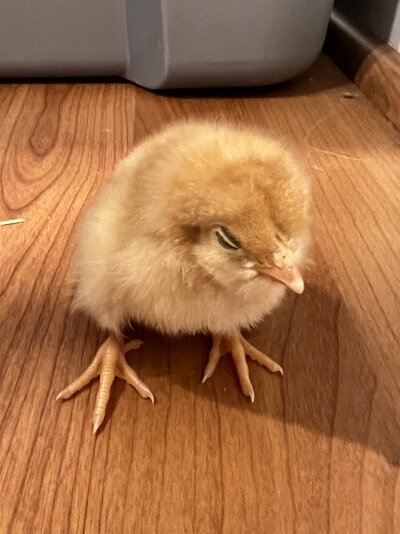 chick2.jpg