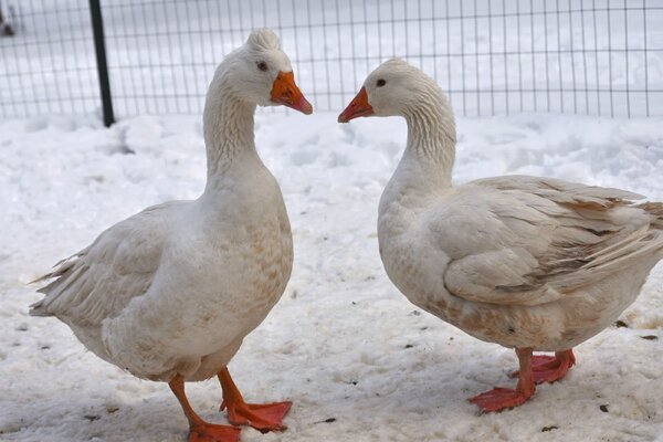 goose pair.JPG