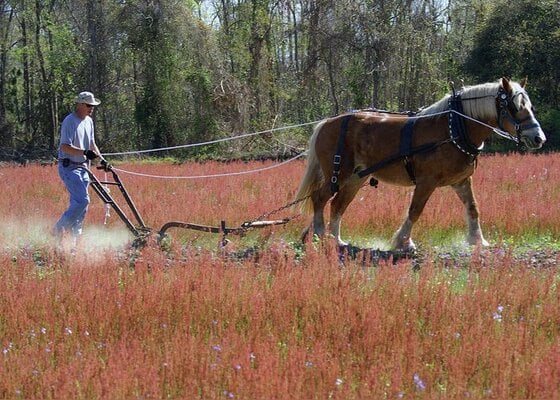 horse-plowing-the-field-danny-jones.jpg