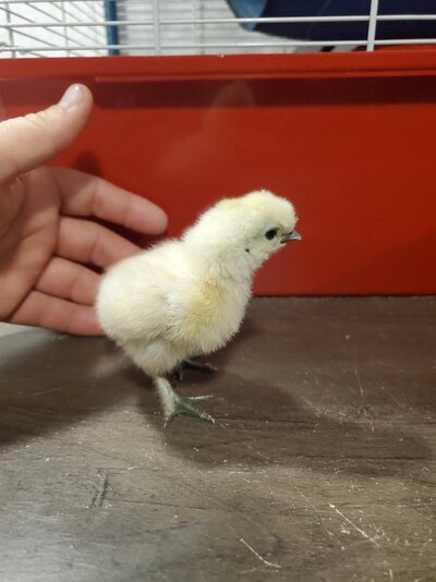 Silkie1pic1.jpg