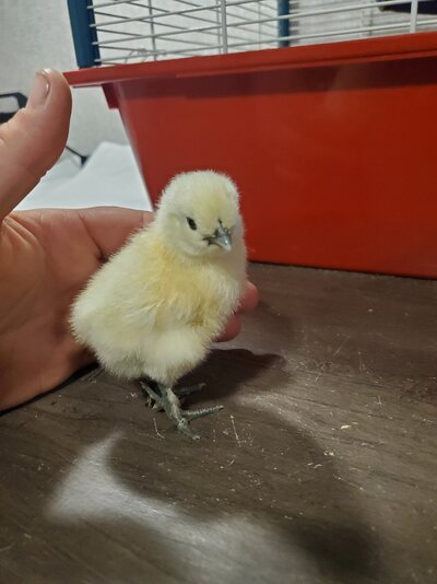 Silkie2pic2.jpg