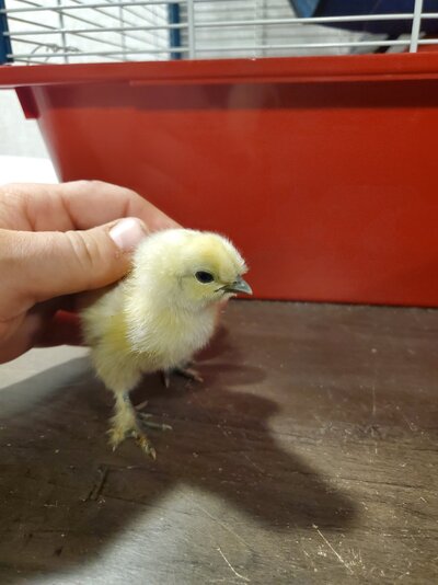 Silkie3pic1.jpg