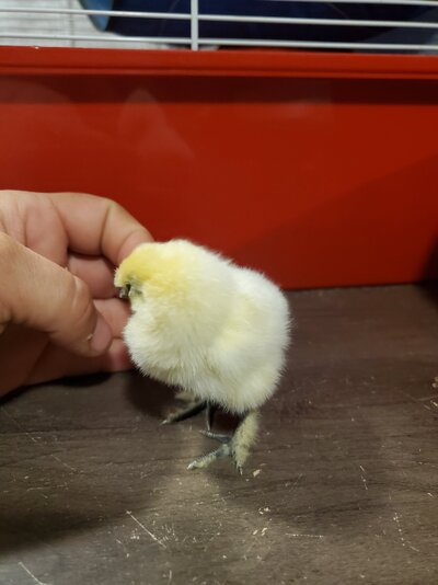 Silkie4pic1.jpg