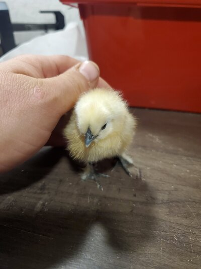 Silkie5pic2.jpg