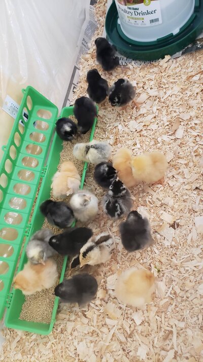 all the chickies.jpg