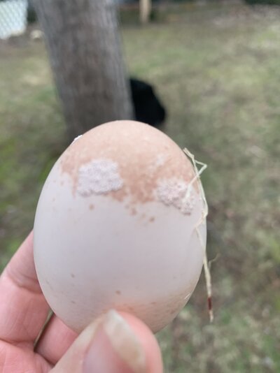 egg.JPG