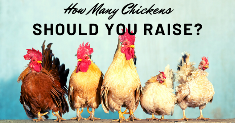 How Many Chickens Should You Raise?