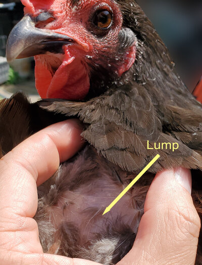 Prissy_lump2 - Copy.jpg