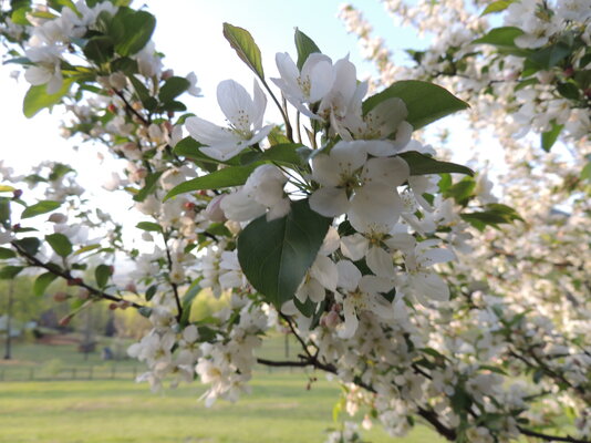 close up of flower tree.JPG