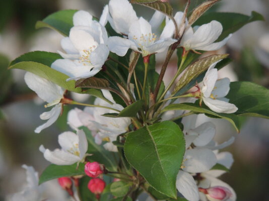 more flower close up.JPG