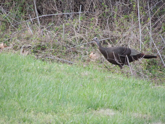random yard turkey.JPG
