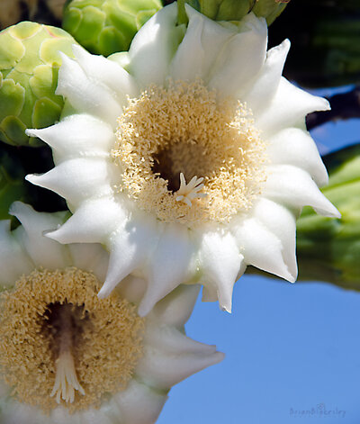 saguaro_bloom_loreswm.jpg