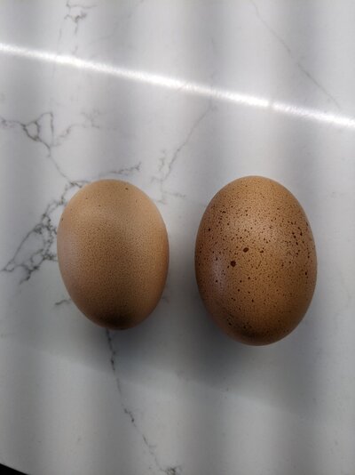 Bielefelder eggs.jpg