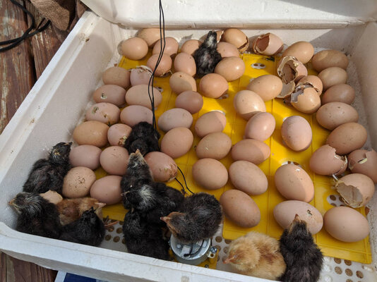 20220416_11-new-chicks.jpg