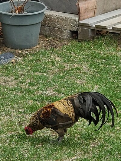 Pitbull3.jpg