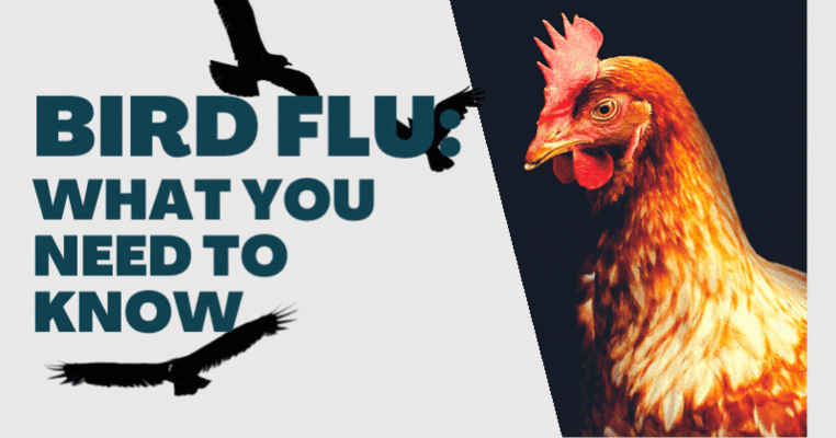 Bird Flu: What You Need To Know