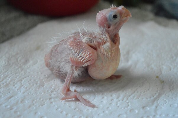 White baby 2.jpg