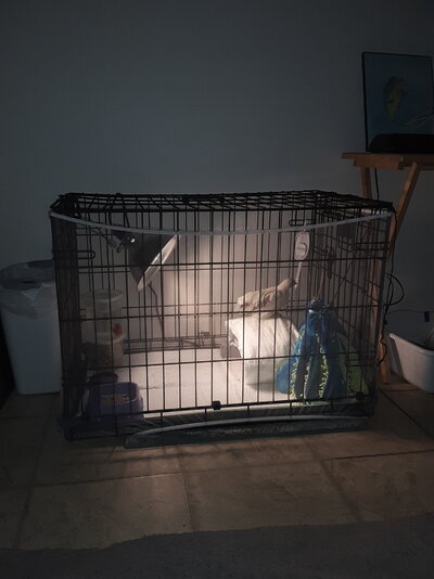 0219 Cage.jpg