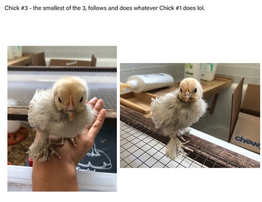 chick3.jpg