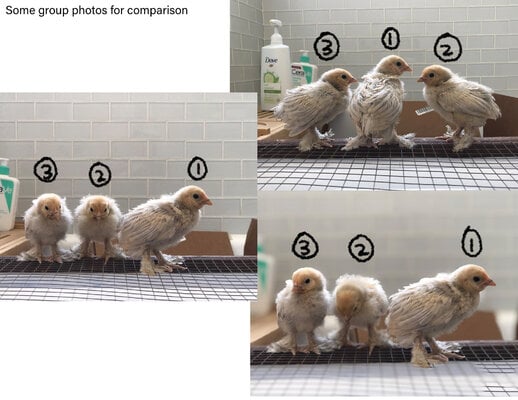 chickgroup.jpg