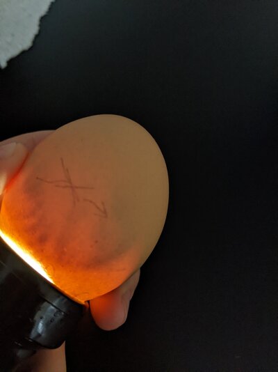 PXL_20220423_144719737.jpg
