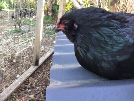 Smart chickens