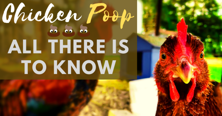 Chicken Poop: All There Is To Know