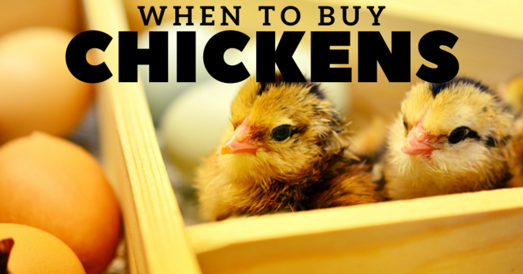 When To Buy Chickens