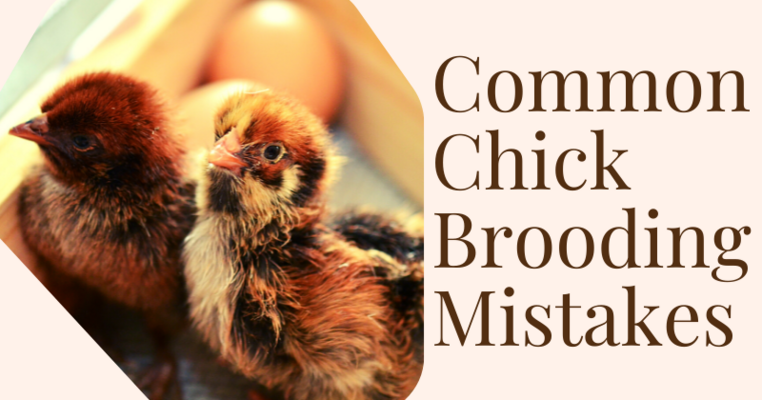 Common Chick Brooding Mistakes.png