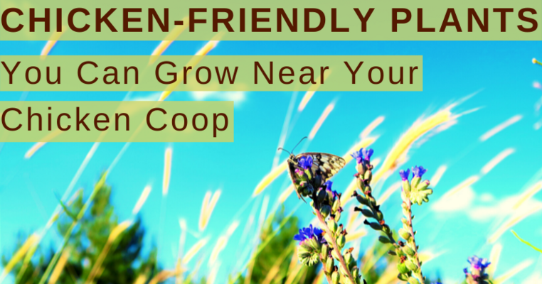 Chicken-Friendly Plants You Can Grow Near Your Chicken Coop