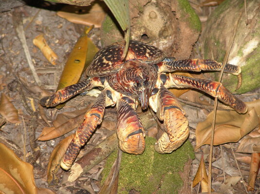 Coconut_Crab_Birgus_latro.jpg